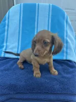 Duke, a male Miniature Dachshund for sale in Neosho, MO – 2 of 4