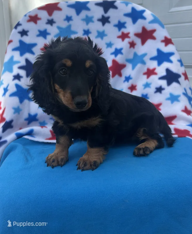 Molly  – Miniature Dachshund puppy for sale in Neosho, MO