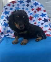Molly , a female Miniature Dachshund for sale in Neosho, MO – 1 of 3