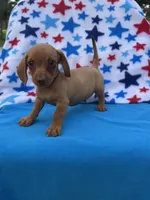Sadie, a female Miniature Dachshund for sale in Neosho, MO – 2 of 3