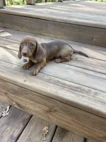 Pumpkin , a female Miniature Dachshund for sale in Neosho, MO – 4 of 4