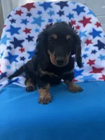 Molly , a female Miniature Dachshund for sale in Neosho, MO – 2 of 3