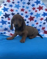 Sunny, a female Miniature Dachshund for sale in Neosho, MO – 4 of 5