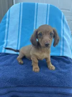 Duke, a male Miniature Dachshund for sale in Neosho, MO – 4 of 4
