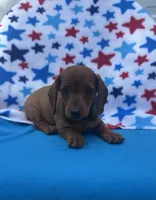 Sunny, a female Miniature Dachshund for sale in Neosho, MO – 2 of 5