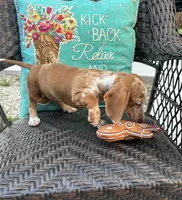 Rio, a male Miniature Dachshund for sale in Neosho, MO – 4 of 4