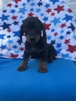 Oscar, a male Miniature Dachshund for sale in Neosho, MO – 4 of 4