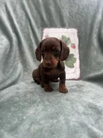Liberty, a female Miniature Dachshund for sale in Neosho, MO – 3 of 3