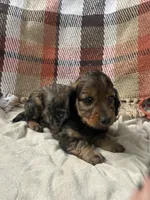Freddie , a male Miniature Dachshund for sale in Neosho, MO – 2 of 3