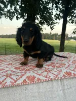Molly, a female Miniature Dachshund for sale in Neosho, MO – 2 of 3