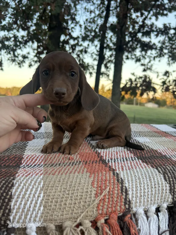 Jason – Miniature Dachshund puppy for sale in Neosho, MO