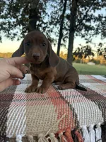 Jason, a male Miniature Dachshund for sale in Neosho, MO – 1 of 3