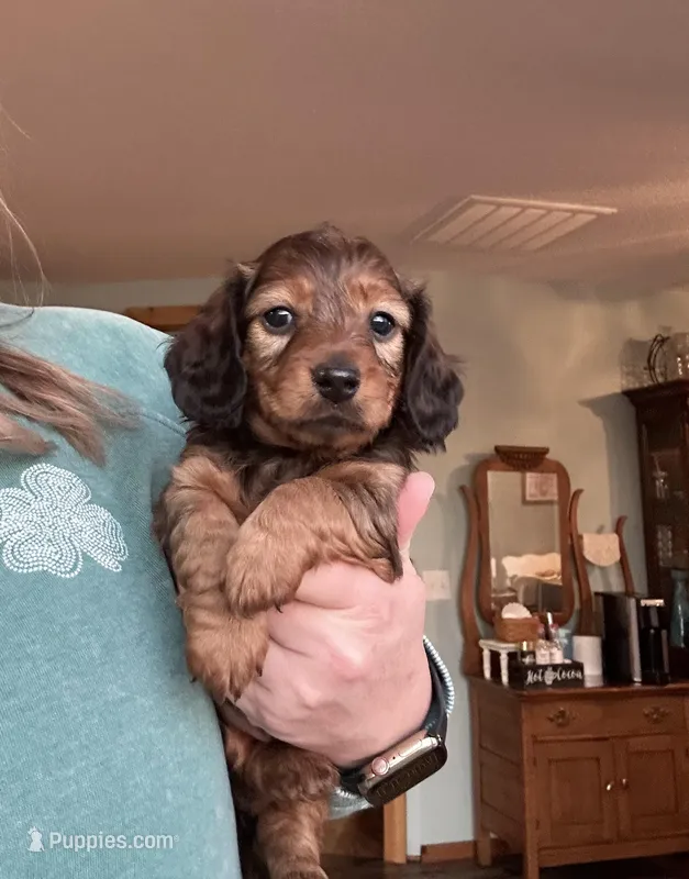 Chili Dog , a male Miniature Dachshund for sale in Neosho, MO – Photo 1 of 2