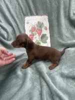 Jax, a male Miniature Dachshund for sale in Neosho, MO – 3 of 3