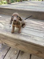 Pumpkin , a female Miniature Dachshund for sale in Neosho, MO – 2 of 4