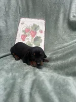 Diesel , a male Miniature Dachshund for sale in Neosho, MO – 3 of 3