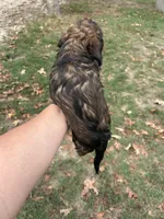 Freddie , a male Miniature Dachshund for sale in Neosho, MO – 3 of 3