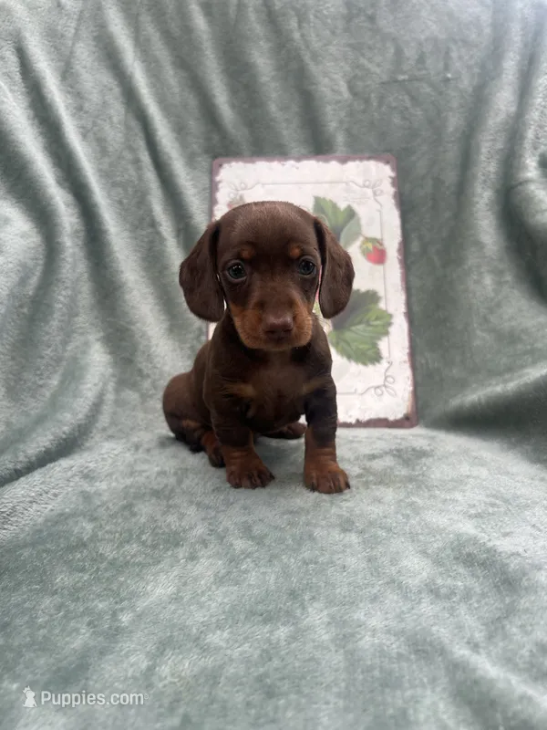 Liberty – Miniature Dachshund puppy for sale in Neosho, MO