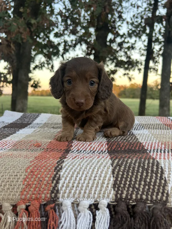 Boone  – Miniature Dachshund puppy for sale in Neosho, MO