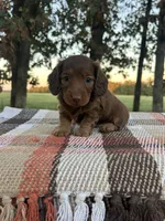 Boone , a male Miniature Dachshund for sale in Neosho, MO – 1 of 3