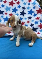 Loki, a male Miniature Dachshund for sale in Neosho, MO – 3 of 3