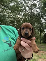 Sunny, a female Miniature Dachshund for sale in Neosho, MO – 2 of 3