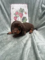 Shadow , a female Miniature Dachshund for sale in Neosho, MO – 2 of 3