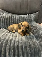 Oakley, a male Miniature Dachshund for sale in Neosho, MO – 4 of 4