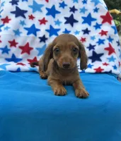 Duke, a male Miniature Dachshund for sale in Neosho, MO – 3 of 3