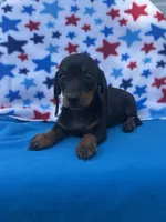 Oscar, a male Miniature Dachshund for sale in Neosho, MO – 2 of 4