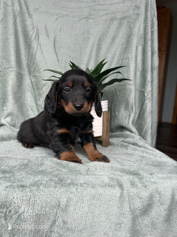 Hot Dog , a male Miniature Dachshund for sale in Neosho, MO – Photo 1 of 3
