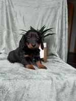 Hot Dog , a male Miniature Dachshund for sale in Neosho, MO – Photo 1 of 3