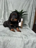 Hot Dog , a male Miniature Dachshund for sale in Neosho, MO – Photo 2 of 3