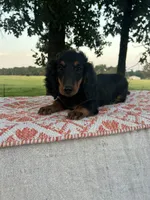 Josie, a female Miniature Dachshund for sale in Neosho, MO – 2 of 3