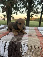 Oakley, a male Miniature Dachshund for sale in Neosho, MO – 2 of 4