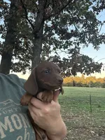 Jason, a male Miniature Dachshund for sale in Neosho, MO – 2 of 3