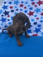Liberty, a female Miniature Dachshund for sale in Neosho, MO – 2 of 2