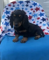 Molly , a female Miniature Dachshund for sale in Neosho, MO – 3 of 3