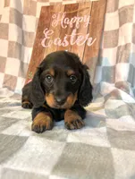 Betty , a female Miniature Dachshund for sale in Neosho, MO – Photo 2 of 2