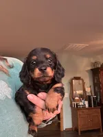 Betty , a female Miniature Dachshund for sale in Neosho, MO – Photo 1 of 2