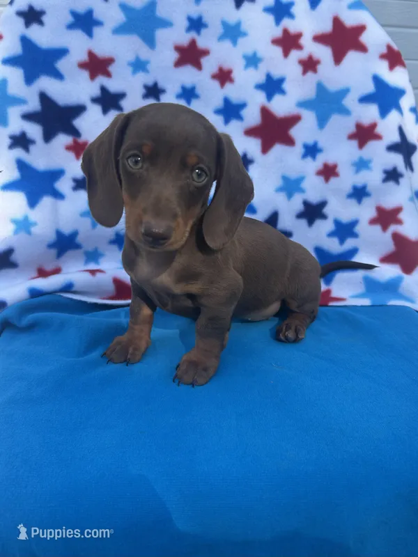 Liberty – Miniature Dachshund puppy for sale in Neosho, MO