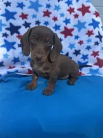 Liberty, a female Miniature Dachshund for sale in Neosho, MO – 1 of 2