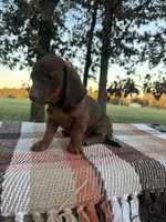 Jason, a male Miniature Dachshund for sale in Neosho, MO – 3 of 3