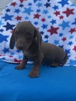 Jax, a male Miniature Dachshund for sale in Neosho, MO – 2 of 2