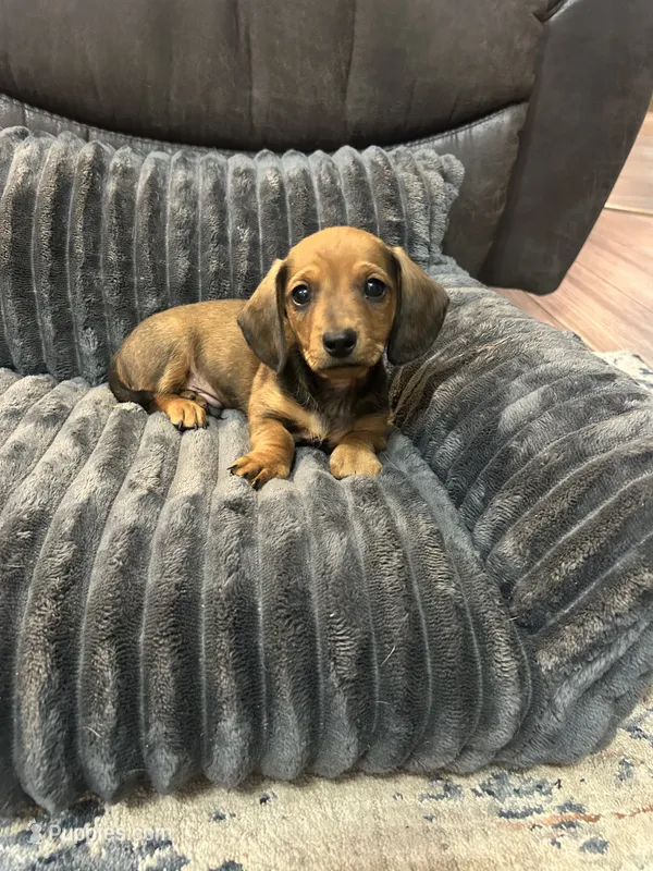 Oakley – Miniature Dachshund puppy for sale in Neosho, MO