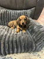 Oakley, a male Miniature Dachshund for sale in Neosho, MO – 1 of 4