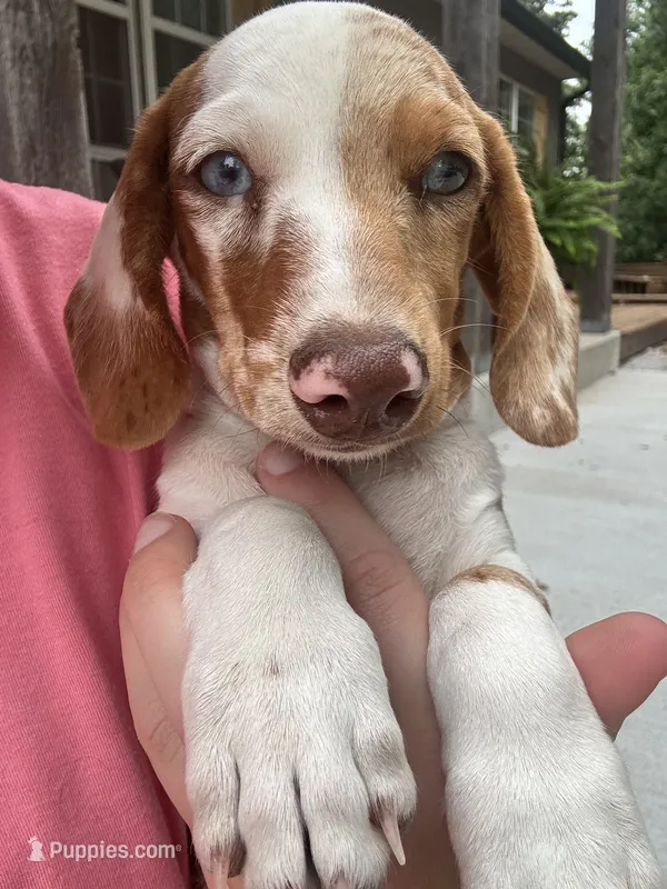 Blaze  – Miniature Dachshund puppy for sale in Neosho, MO