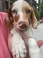 Blaze , a male Miniature Dachshund for sale in Neosho, MO – 1 of 4