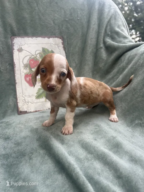 Loki  – Miniature Dachshund puppy for sale in Neosho, MO