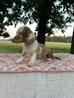 Blaze, a male Miniature Dachshund for sale in Neosho, MO – 3 of 3